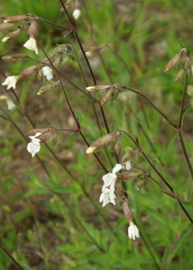 Silene alba